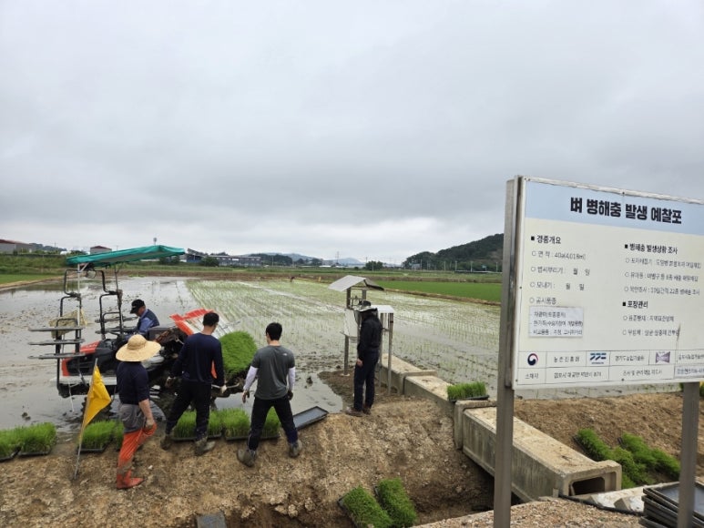 김포시농업기술센터, 벼 예찰실증포 예년보다 2주 늦은 6월 10일 모내기 실시 이미지