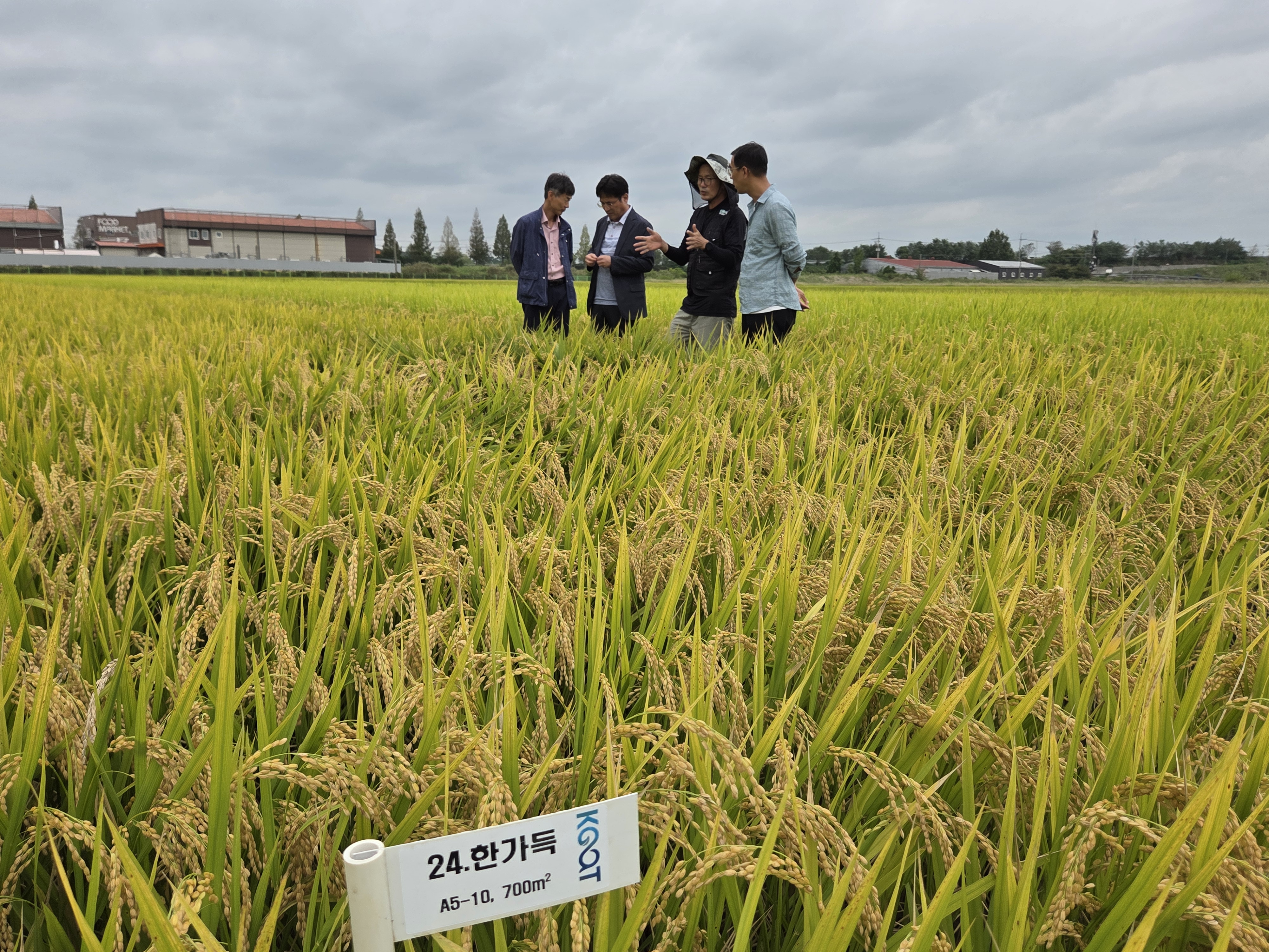 김포 지역특화 벼 신품종 ‘한가득’ 보급종 채종포 현장점검 실시 이미지