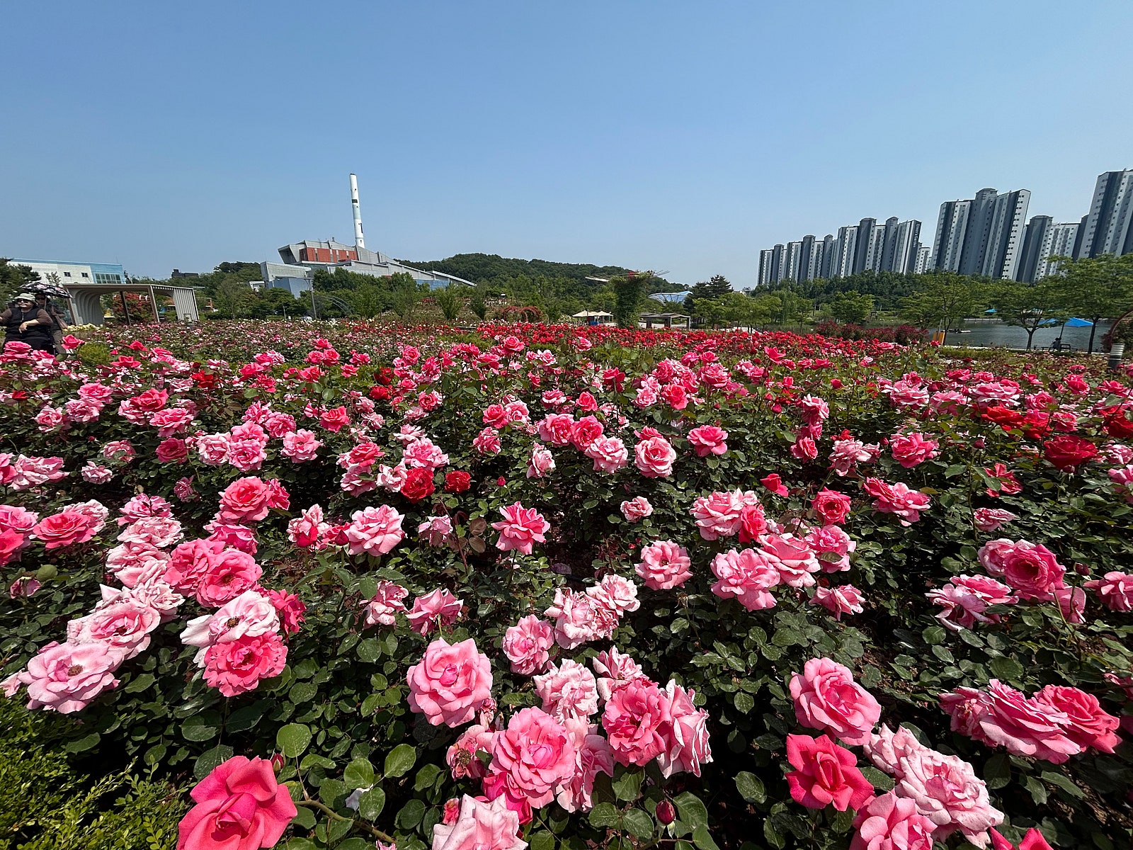 장미꽃 만개한 김포한강신도시 호수공원, 시민 발길 이어져 이미지 2